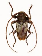 Oreodera luteogrisa  Neouze & Tavakilian, 2010