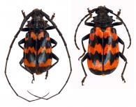 Sternacanthus undatus  (Olivier, 1795) ♂ & ♀