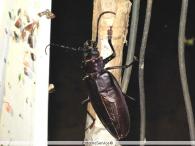 Titanus giganteus