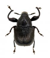 Omolabus subrugosus Voss, 1925
