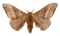 Hylesia olivenca  Schaus, 1927