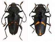 Neomegaderus stigma (Linnaeus, 1758) ♂ & ♀