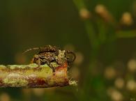 Onychocerus aculeicornis