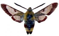 Hemaris fuciformis  (Linné, 1758)
