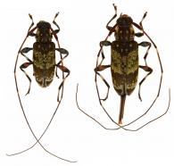 Toronaeus virens  Bates, 1864  ♂ & ♀