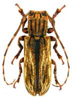 Bacuris sexvittatus (Bates, 1865)