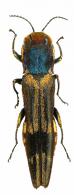 Agrilus cf. diromai Curletti & Brulé, 2011