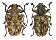 Platysternus hebraeus  (Fabricius, 1781)  ♂ & ♀
