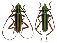 Mionochroma aureotinctum (Bates, 1870)  ♂ & ♀