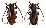 Trestonia bilineata  Martins & Galileo & Tavakilian, 2008  ♂ & ♀