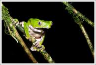 Animaux 