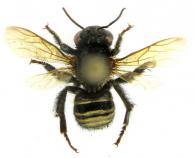 Epicharis maculatus Smith, 1874