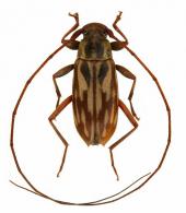 Paroecus vittulatus (Gilmour, 1961)