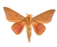 Adeloneivaia subangulata (Herrich-Schäffer, 1855)