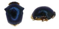 Chelyoidea sp1