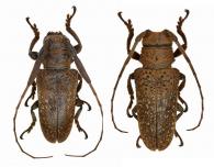 Oncideres nipheta  Martins, 1981 ♂ & ♀