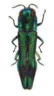 Agrilus nanouae  Curletti & Brûlé, 2013