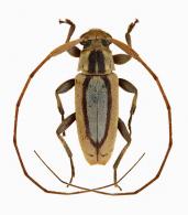 Lepturges (Chaeturges) scitulus  Tavakilian & Monné, 1989