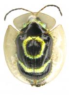 Ischnocodia annulus (Fabricius,1781)