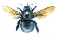 Xylocopa submordax  Cockerell, 1935