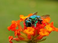 Euglossa sp