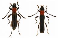 Eclipta eperuaphila  (Penaherrera-Leiva & Tavakilian, 2005) ♂ & ♀
