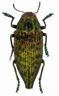 Psiloptera equestris (Olivier, 1790)