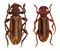 Cicatrizocera bilistrata (Lane, 1959) ♂ & ♀