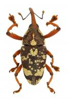 Cholus levipes Chevrolat, 1882