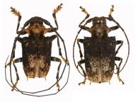 Polyrhaphis hystricina Bates, 1862  ♂ & ♀