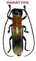 Olivensa sonzognii Dalens & Robin, 2019  PARATYPE