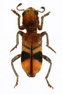 Enoclerus sp5