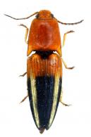 Platycrepidius abdominalis (Perty)