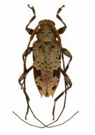 Anisopodus batesi  Gilmour, 1965