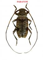 Hyperplatys dilatatus Roguet, 2022 PARATYPE