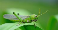 Tropidacris collaris