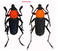Pseudoeriphus robustus Tavakilian & Dalens, 2008  ♂ & ♀ PARATYPES 