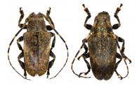 Tulcus tigrinatus (Thomson, 1868)  ♂ & ♀