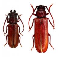 Hephialtes ruber (Thunberg, 1822) ♂ & ♀