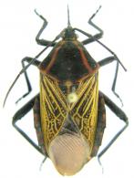 Pachylis sp3