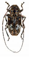 Atrypanius conspersus  (Germar, 1824)