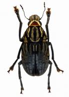 Antrhibinae Gen sp40