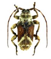 Xenofrea apicalis  Melzer, 1931