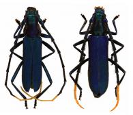 Aglaoschema albicorne (Fabricius, 1801)  ♂ & ♀