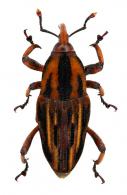 Metamasius scutellatus  Hustache, 1936