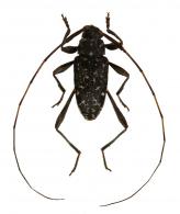 Anisopodus conspersus Aurivillius, 1922