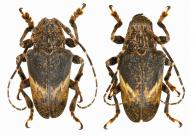 Tulcus subfasciatus (Thomson, 1860)  ♂ & ♀