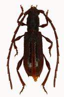 Gorybia semiopaca  Martins, 1976