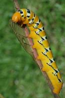 Oryba kadeni