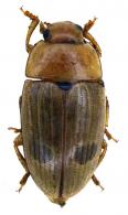 Erotylidae Gen sp 57